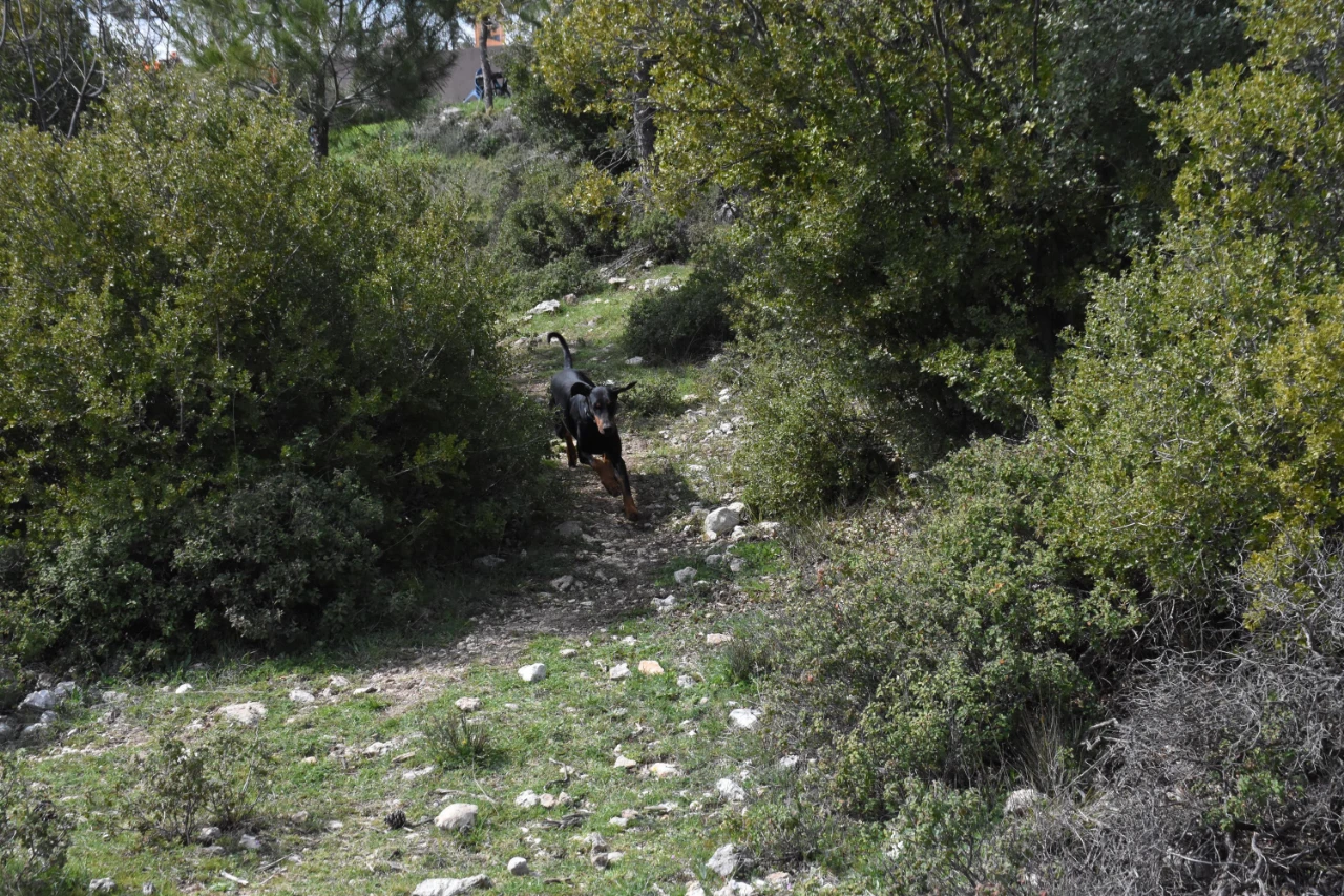 Türkiye’de Arama Kurtarma Köpekleri Için Kritik Uyarı Sayı Artırılmalı (8)