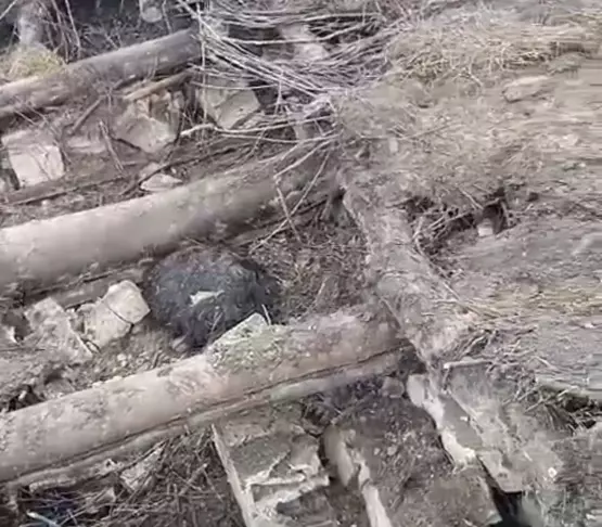 Van'da Ahır Çöktü; 20 Küçükbaş Öldü (2)