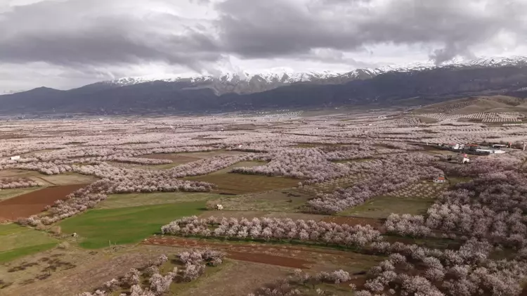 Zirai Dondan Etkilenen Kayısı Ağaçları Çiçek Açtı (1)