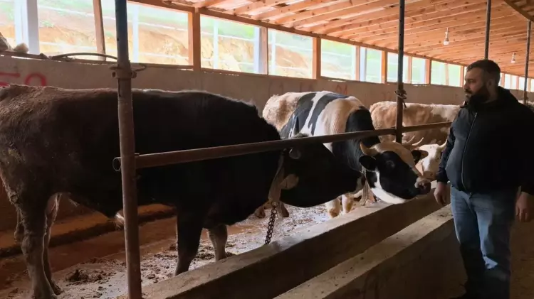 1,1 Tonluk ‘Paşa’ 500 Bin Tl’ye Alıcısını Bekliyor (3)