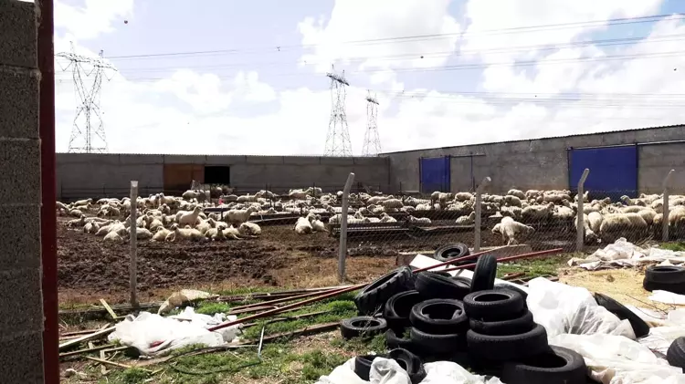 80 Bin Lira Maaşa Çoban Bulamıyorlar (3)