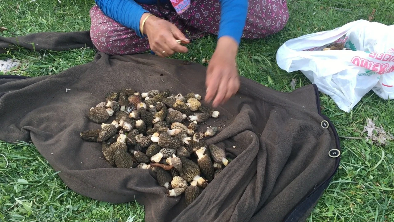 Akseki Dağlarında Doğal Altın Mesaisi Başladı Kilosu Tam Bin 500 Tl! (1)