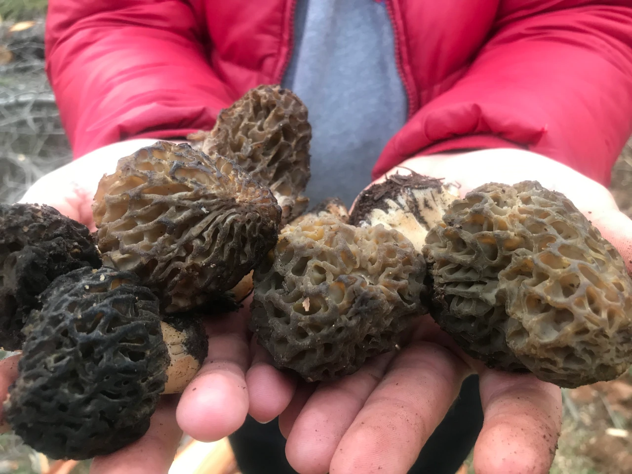 Akseki Dağlarında Doğal Altın Mesaisi Başladı Kilosu Tam Bin 500 Tl! (2)