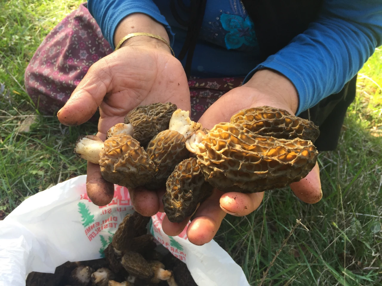 Akseki Dağlarında Doğal Altın Mesaisi Başladı Kilosu Tam Bin 500 Tl! (3)