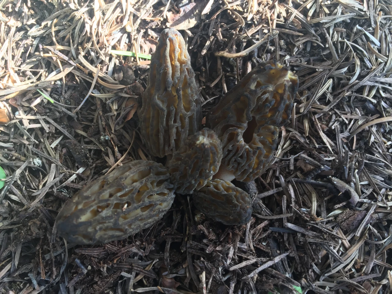 Akseki Dağlarında Doğal Altın Mesaisi Başladı Kilosu Tam Bin 500 Tl! (4)