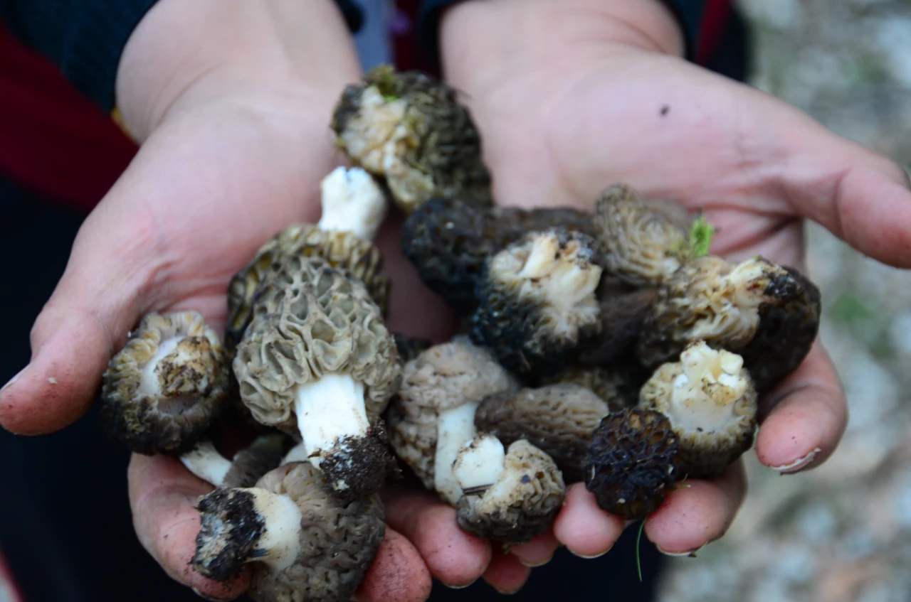 Akseki Dağlarında Doğal Altın Mesaisi Başladı Kilosu Tam Bin 500 Tl! (5)