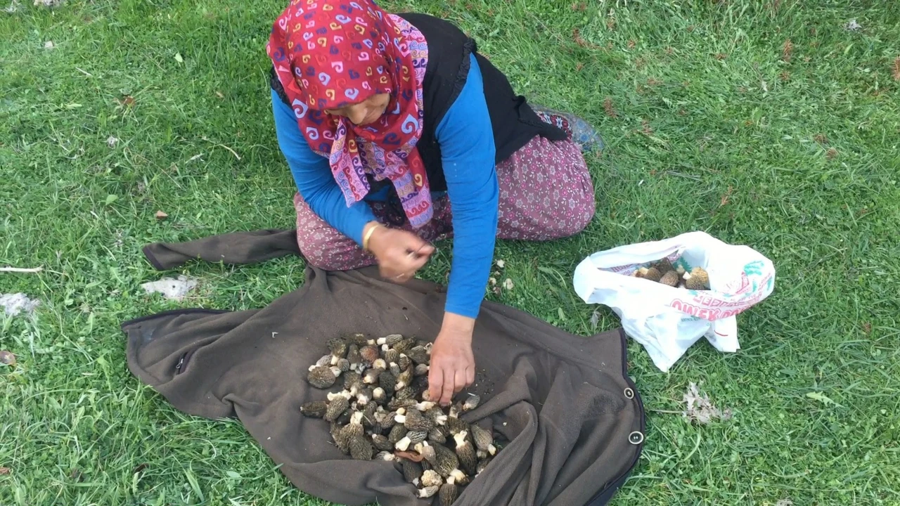 Akseki Dağlarında Doğal Altın Mesaisi Başladı Kilosu Tam Bin 500 Tl! (6)