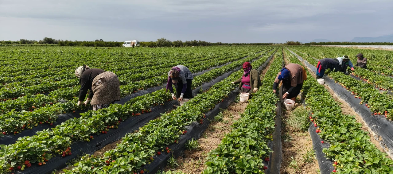 Dubai Ile Katar Bu Lezzet Için Uçak Kargo Sırasına Girdi (2)