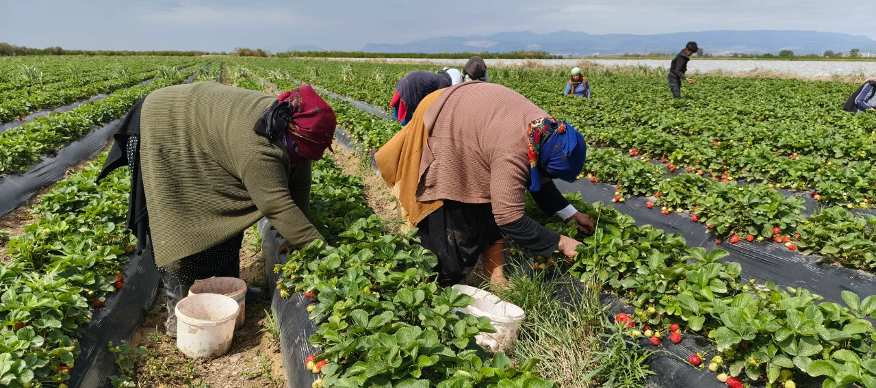 Dubai Ile Katar Bu Lezzet Için Uçak Kargo Sırasına Girdi (3)