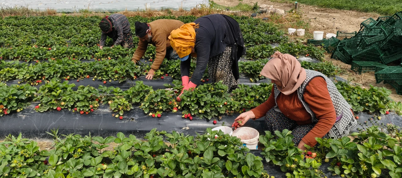 Dubai Ile Katar Bu Lezzet Için Uçak Kargo Sırasına Girdi (4)