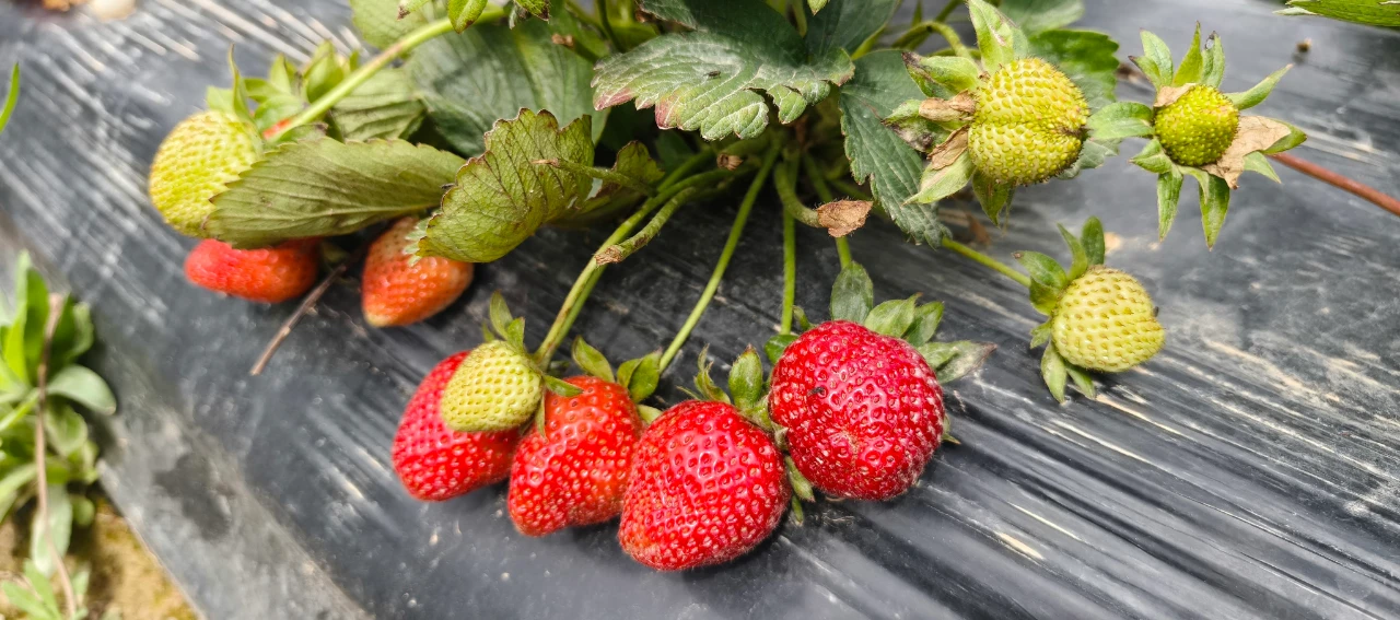 Dubai Ile Katar Bu Lezzet Için Uçak Kargo Sırasına Girdi (5)