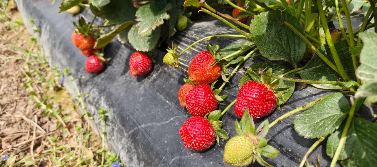 Dubai Ile Katar Bu Lezzet Için Uçak Kargo Sırasına Girdi (6)