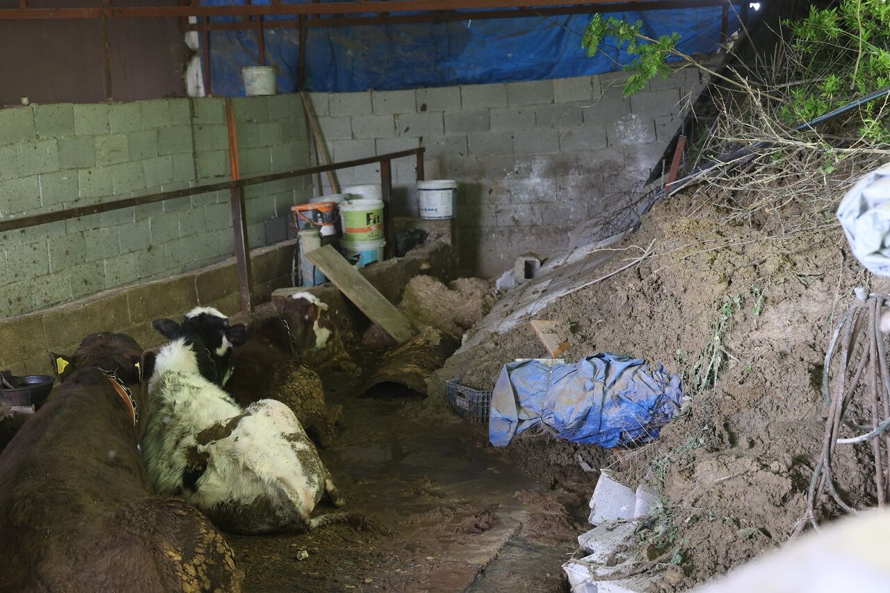 Hatay’da Heyelan Ahırın Kapısını Kapattı Hayvanlar Mahsur Kaldı (1)-1