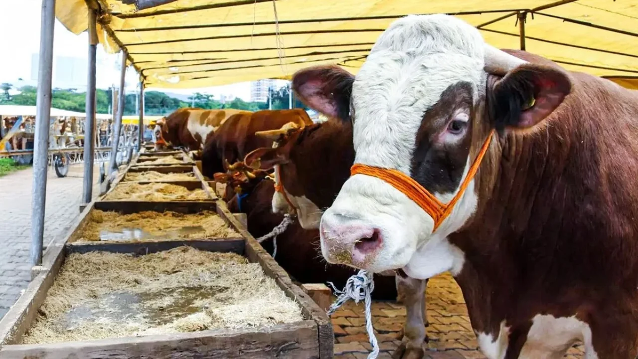 Kahramanmaraş'ta Fiyatını Duyan Arkasına Bakmadan Kaçıyor