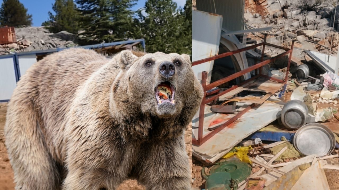 Kahramanmaraş’ta şantiyeye ayı saldırdı, her şeyi parçaladı