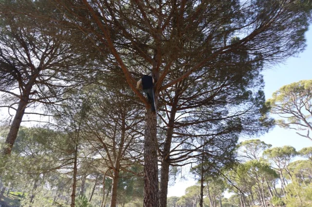 Metrelerce Yükseklikte Çam Fıstığı Toplayan İşçiler Görenleri Şaşırtıyor (1)-1