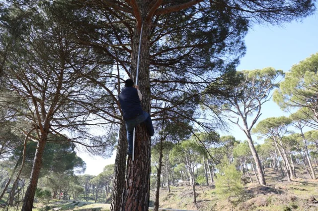 Metrelerce Yükseklikte Çam Fıstığı Toplayan İşçiler Görenleri Şaşırtıyor (2)