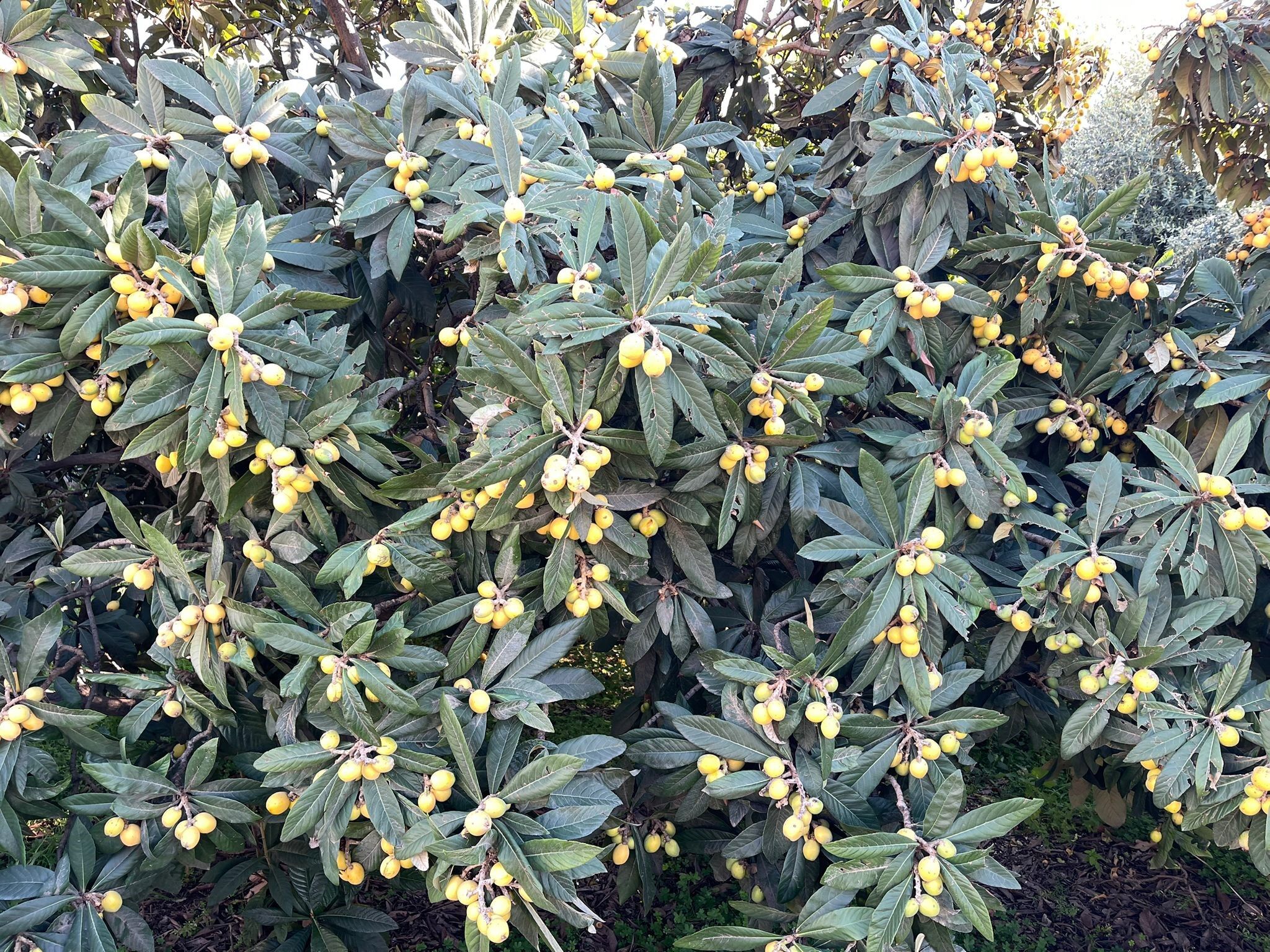 Poşetini Alan Bahçeye Koştu Meyveler Bedava Dağıtıldı (2)