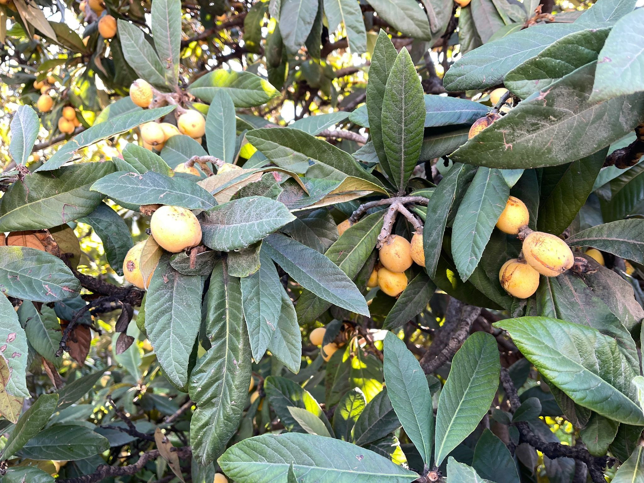 Poşetini Alan Bahçeye Koştu Meyveler Bedava Dağıtıldı (5)