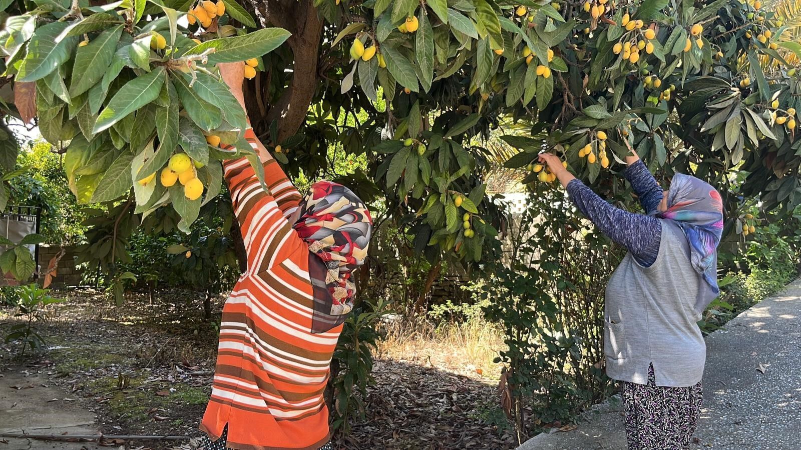Poşetini Alan Bahçeye Koştu Meyveler Bedava Dağıtıldı (6)