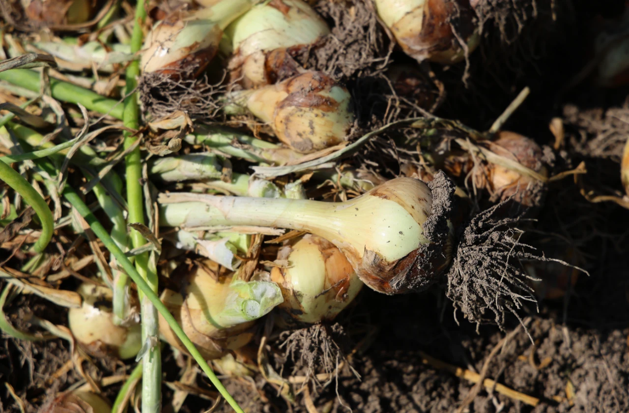 Soğanda Rekolte Düştü, Maliyet Arttı! Gözler Yeni Fiyatlarda (10)