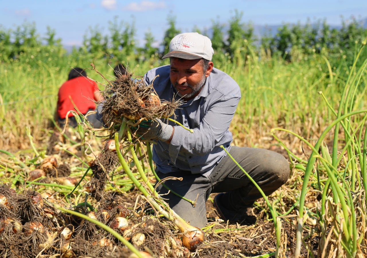 Soğanda Rekolte Düştü, Maliyet Arttı! Gözler Yeni Fiyatlarda (2)