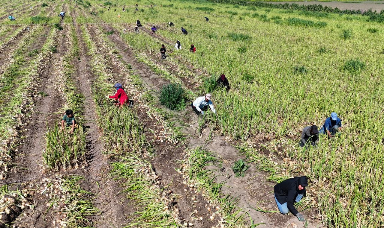 Soğanda Rekolte Düştü, Maliyet Arttı! Gözler Yeni Fiyatlarda (5)