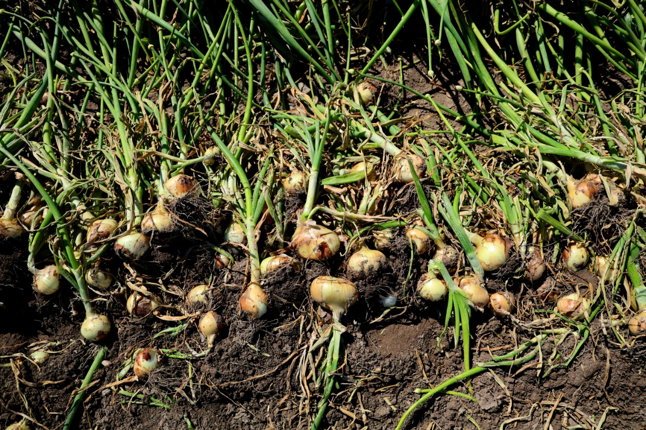 Soğanda Rekolte Düştü, Maliyet Arttı! Gözler Yeni Fiyatlarda (6)