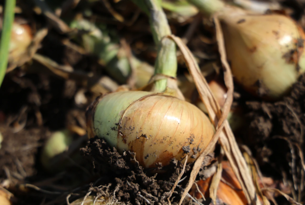 Soğanda Rekolte Düştü, Maliyet Arttı! Gözler Yeni Fiyatlarda (7)