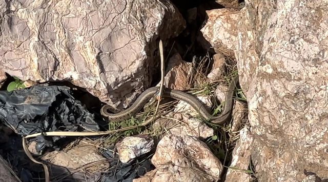 Sürü Halinde Yılanlar Ortaya Çıktı (1)