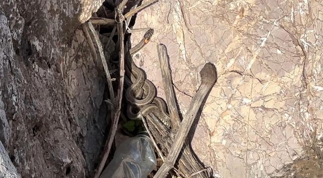 Sürü Halinde Yılanlar Ortaya Çıktı (3)