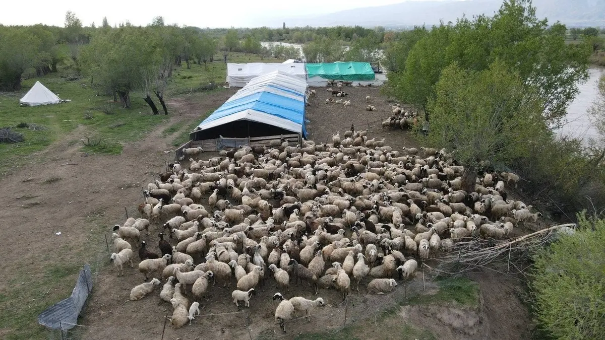 150 Bin Tl Maaş Beklenen Çobanlıkta Asgari Ücret Dönemi! (2)