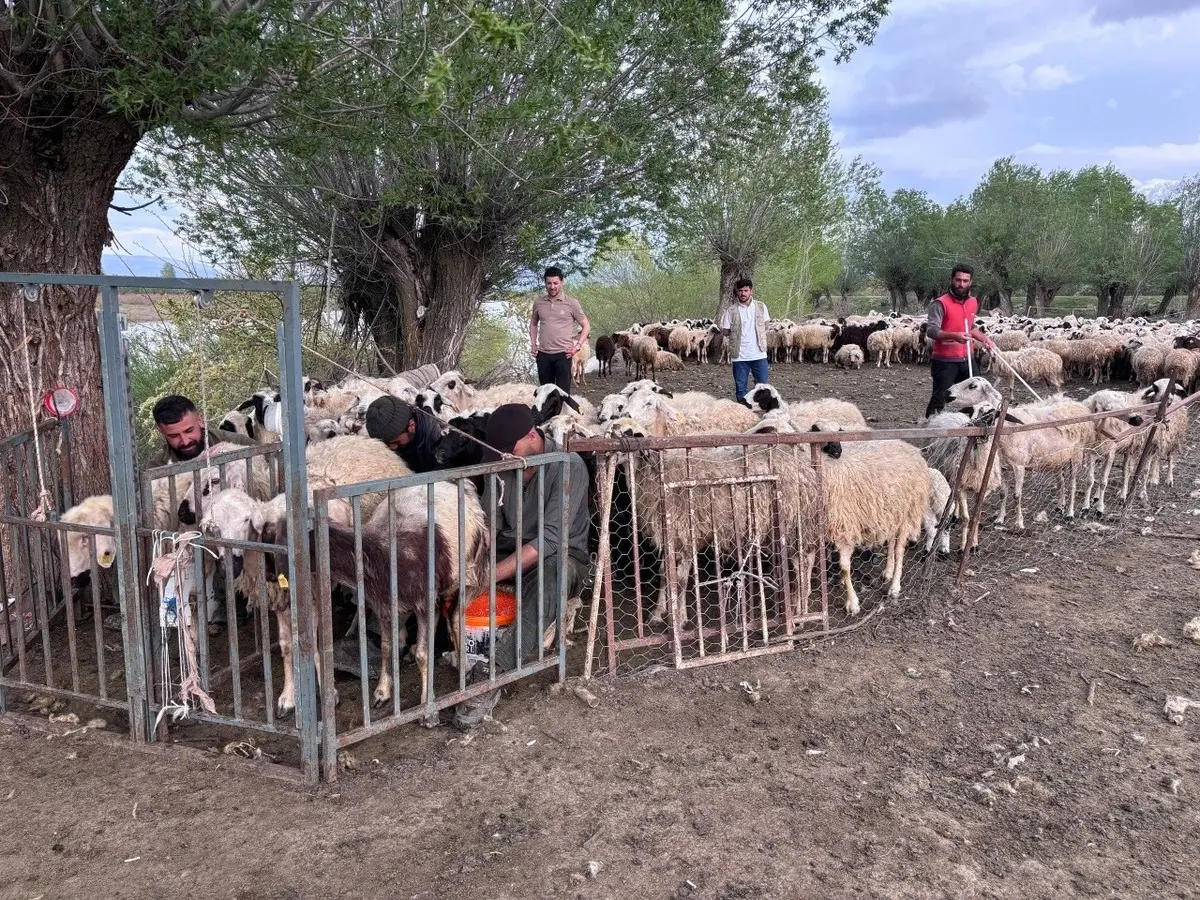 150 Bin Tl Maaş Beklenen Çobanlıkta Asgari Ücret Dönemi! (3)