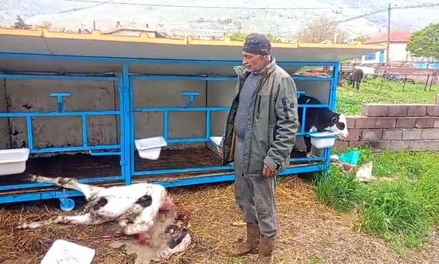 Başıboş Köpekler Ahırdaki 4 Aylık Buzağıyı Parçaladı (1)