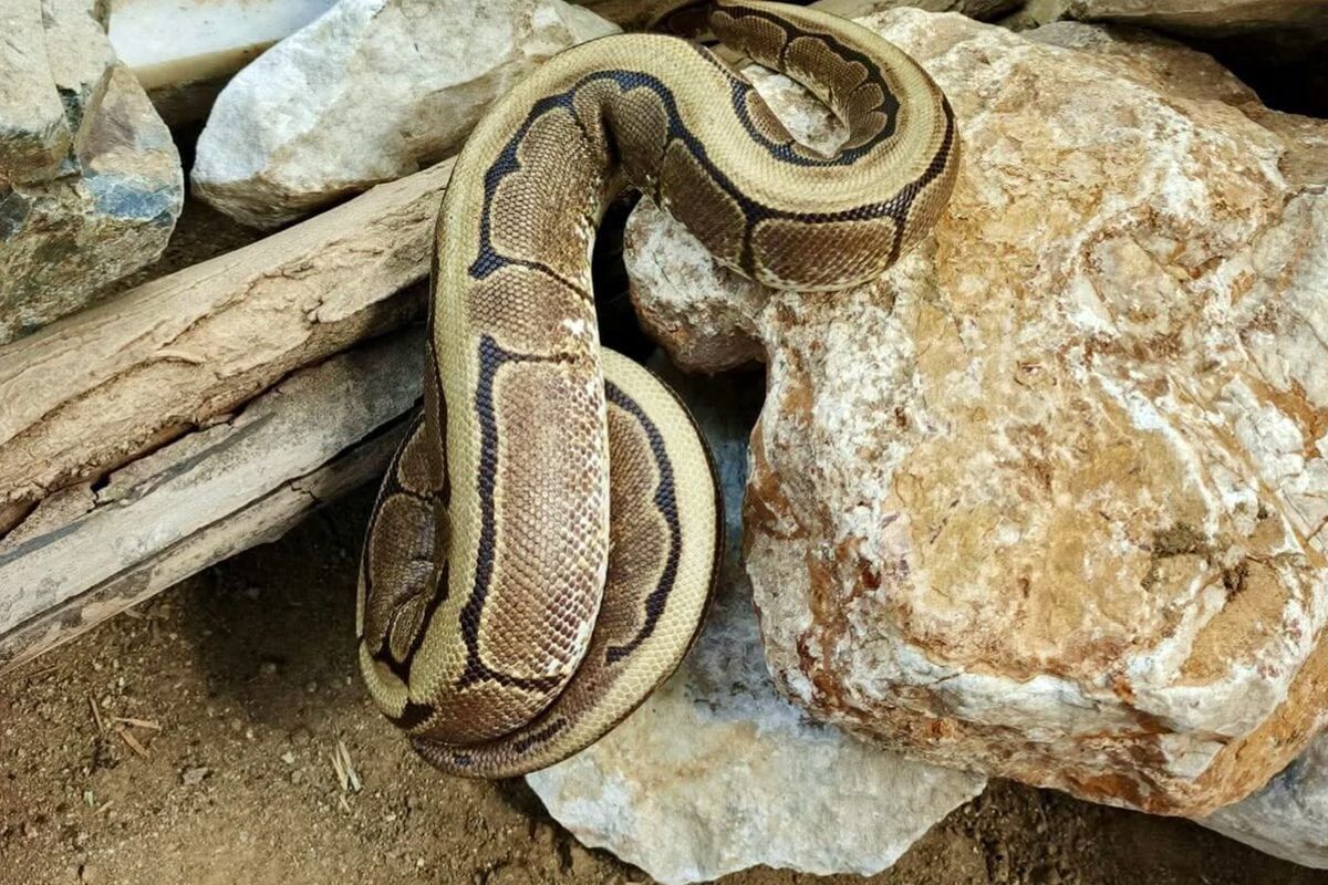 Evinde Piton Besliyordu! Operasyonla Ortaya Çıktı