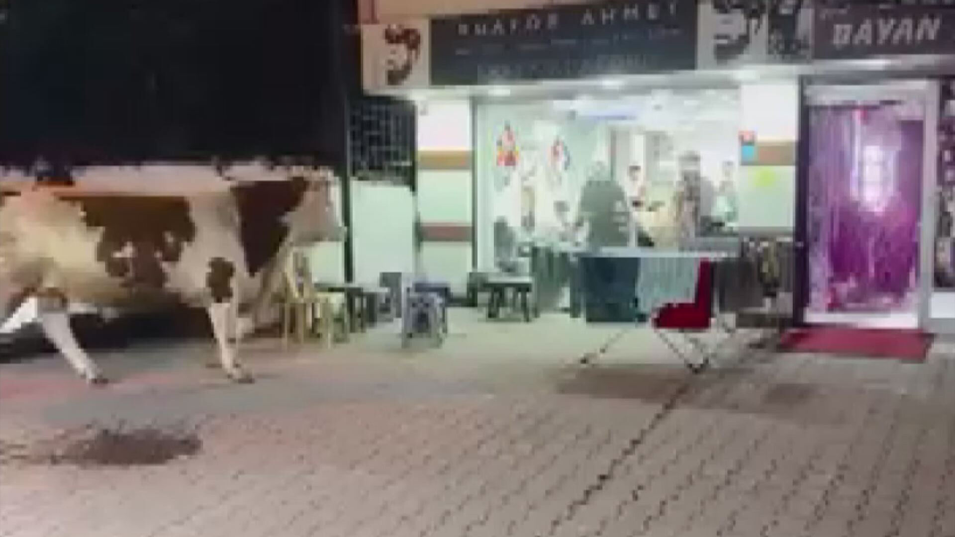 Kaçan Kurbanlık Boğa Kuaför Salonuna Daldı (2)