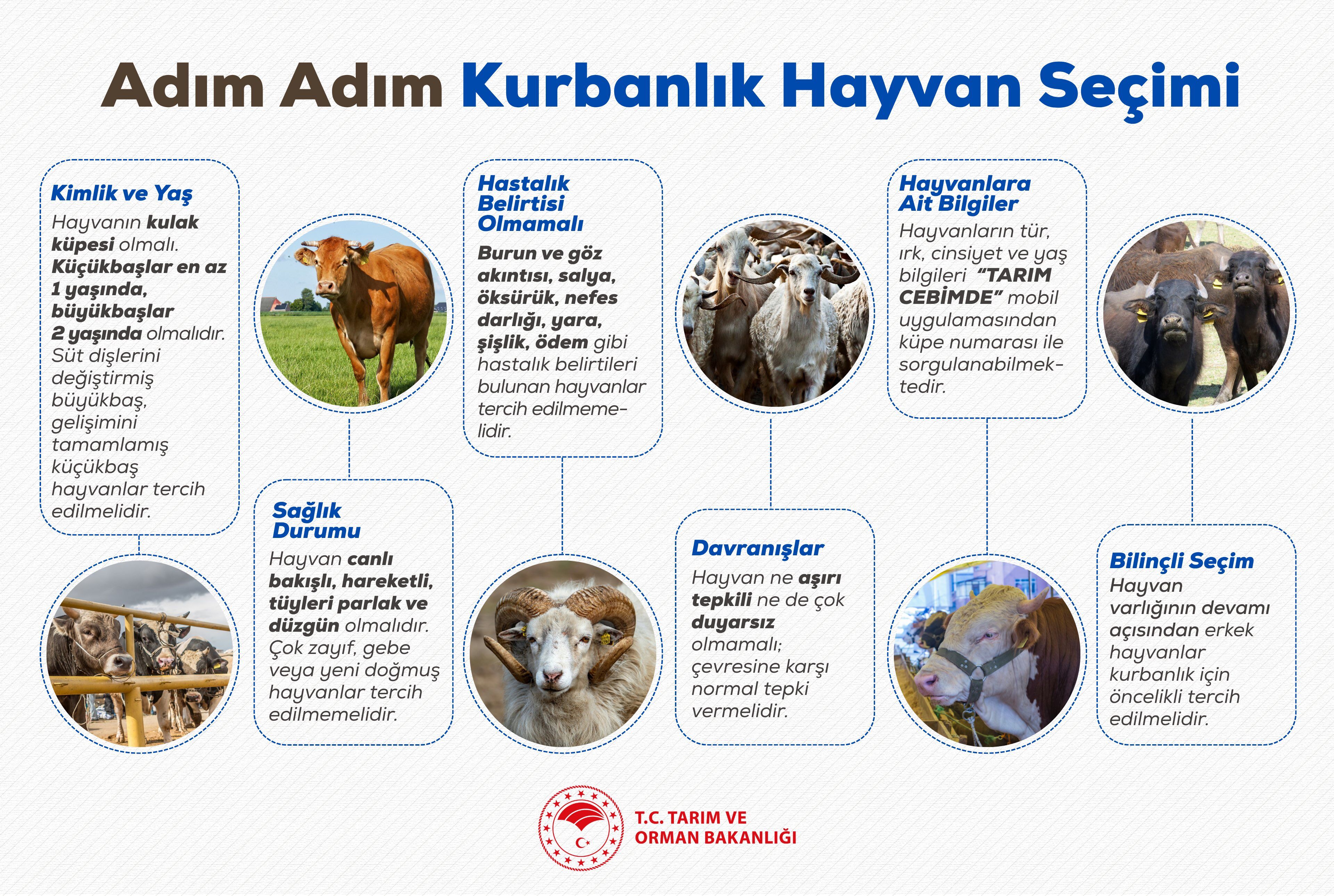 Kahramanmaraş Kurbanlık Seçimi Rehberi! Nelere Bakılmalı