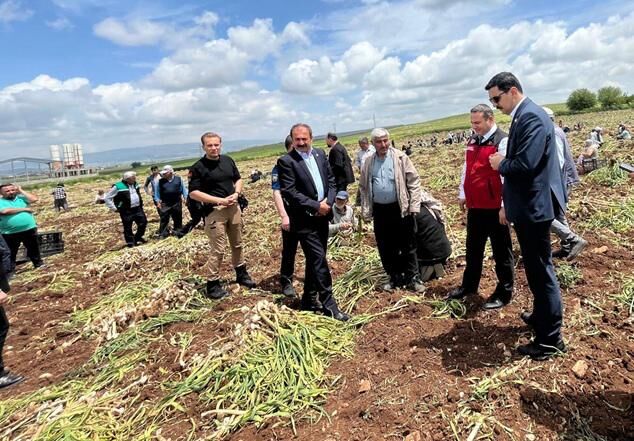 Kahramanmaraş Pazarcık’ta “Beyaz Altın” Hasadı Yapıldı (2)