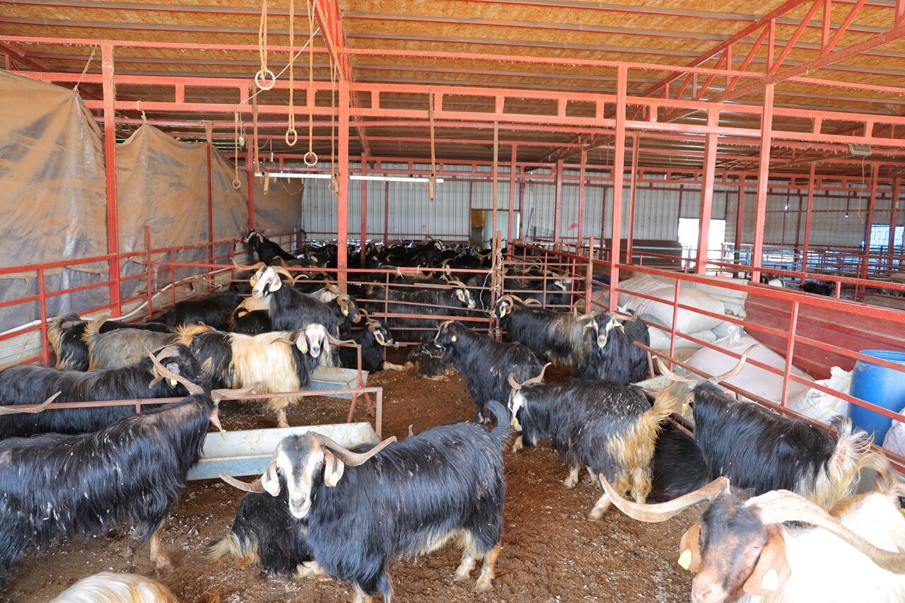 Kahramanmaraş’ta Kasap Esnafı Kurbanlık Fiyatlarında Indirim Yaptı (2)