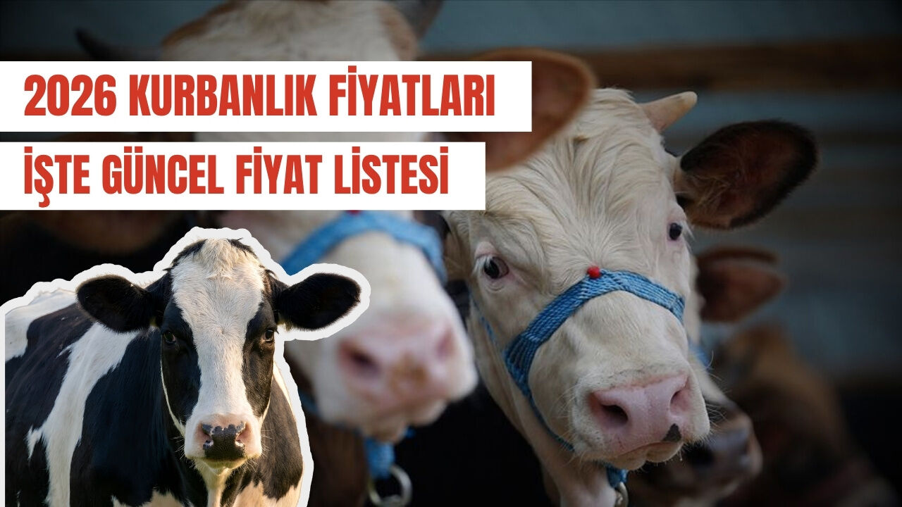 Kurbanlık Fiyatları 2026: Dana, Koyun, Keçi Kaç TL Oldu? İşte Güncel Liste