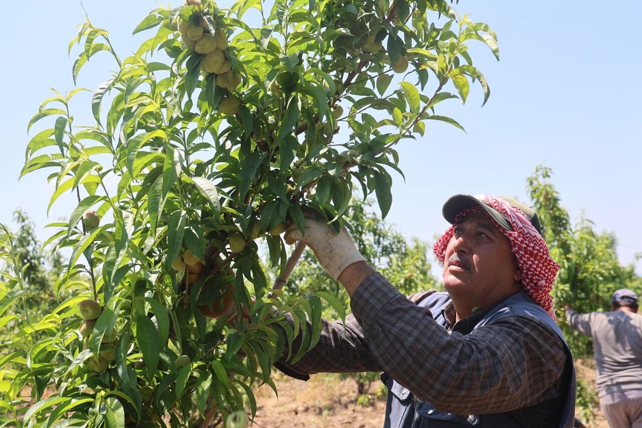 Tarım İşçilerinin Yevmiyelerine Zam Yapıldı (3)