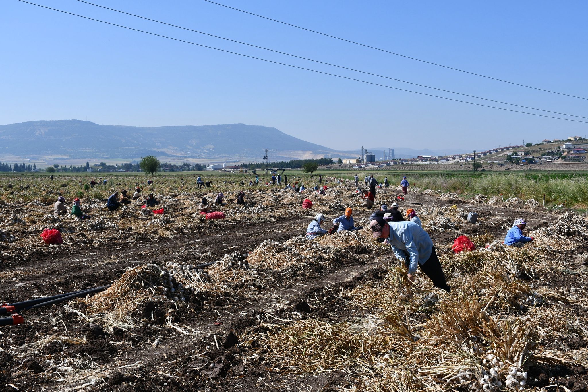 Kahramanmaraş Ziraat Odası Başkanı Açıkladı Sarımsakta Kalite Ve Verim Yüksek (3)