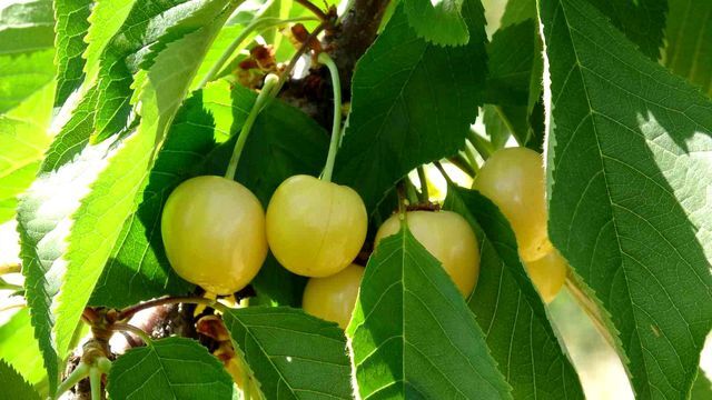 Kahramanmaraş’ın Komşu Şehri 3 Bin Tl Yevmiye Ile İşçi Arıyor (2)