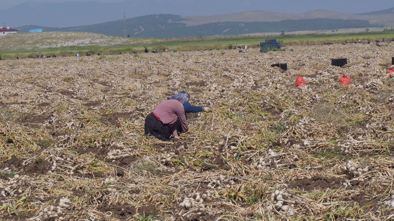Kahramanmaraş'ta Beyaz Altın Hasadı Başladı (2)