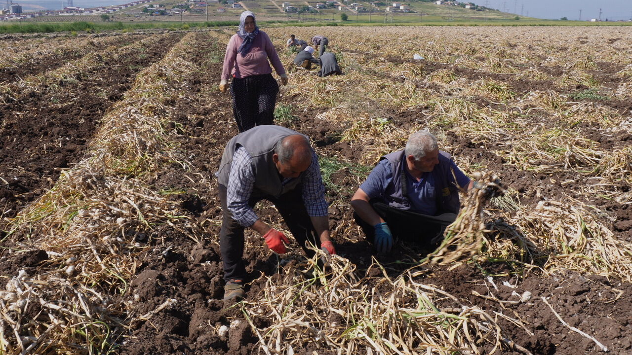 Kahramanmaraş'ta Beyaz Altın Hasadı Başladı (3)