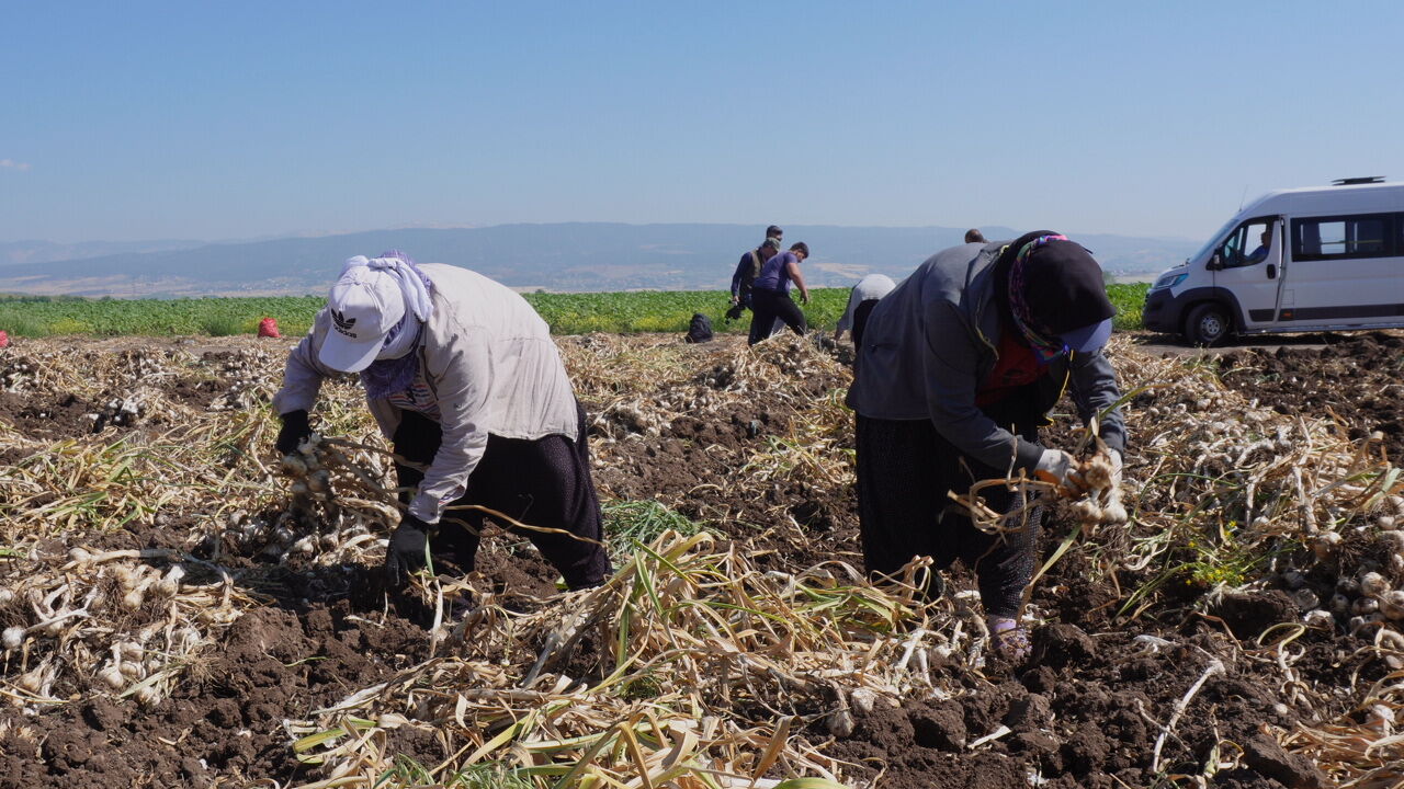 Kahramanmaraş'ta Beyaz Altın Hasadı Başladı (4)