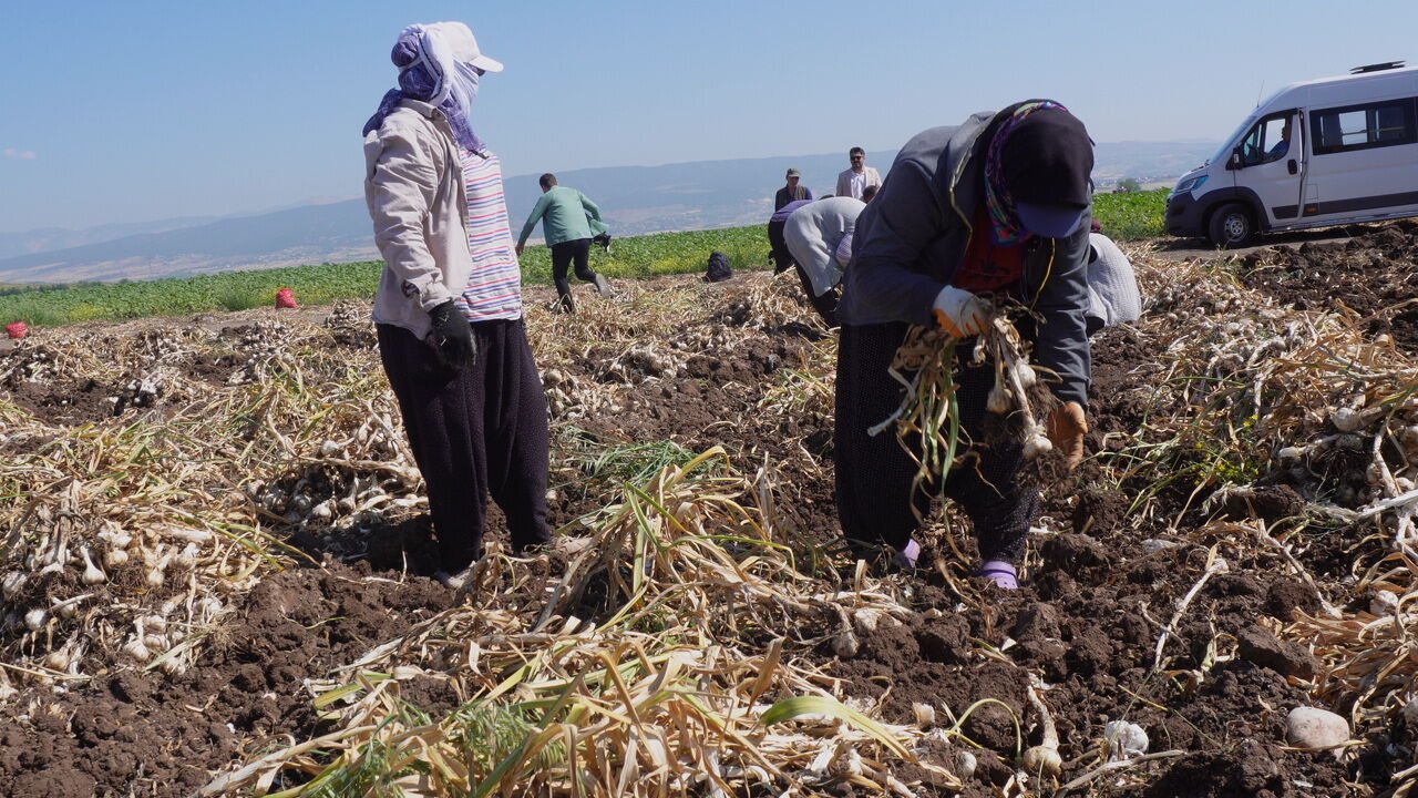 Kahramanmaraş'ta Beyaz Altın Hasadı Başladı (5)