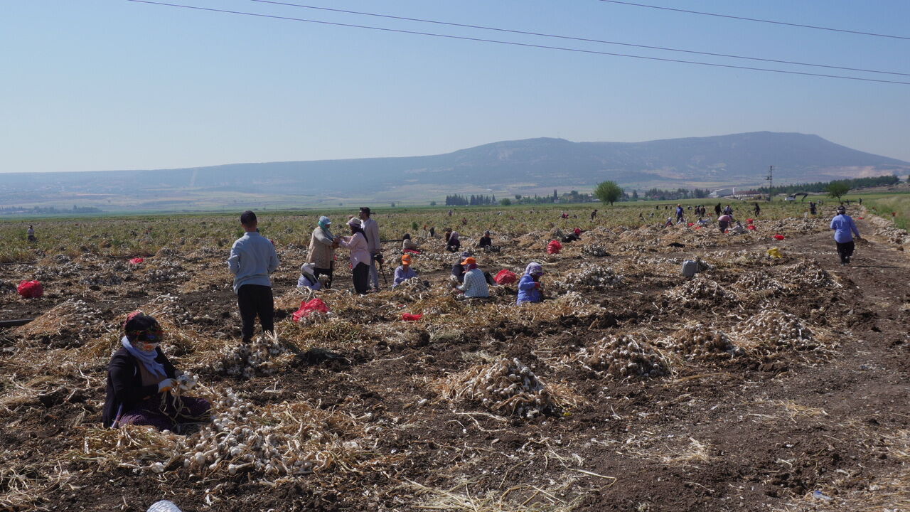 Kahramanmaraş'ta Beyaz Altın Hasadı Başladı (7)