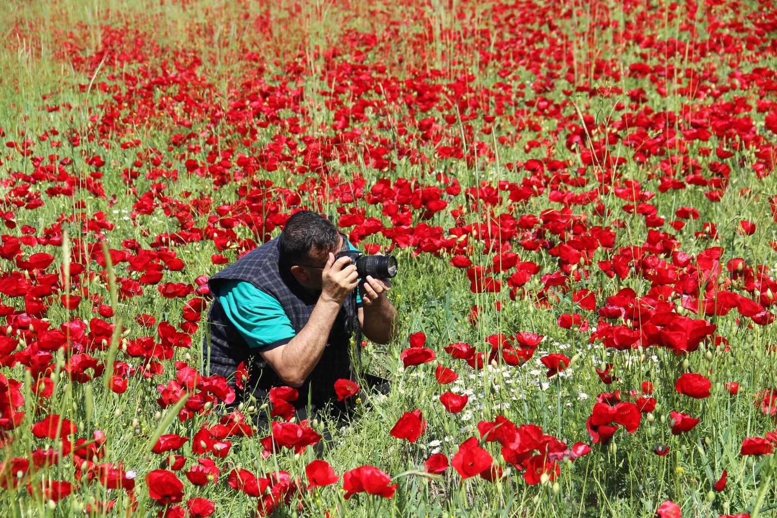 Kahramanmaraş’ta Gelincik Tarlaları Kartpostallık Görüntüler Oluşturdu (6)