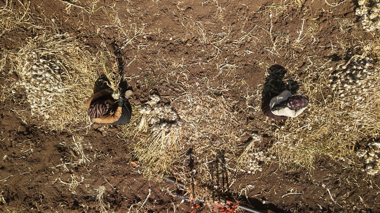 Kahramanmaraş’ta Kadınlar Güneşin Altında Geçim Savaşı Veriyor (4)
